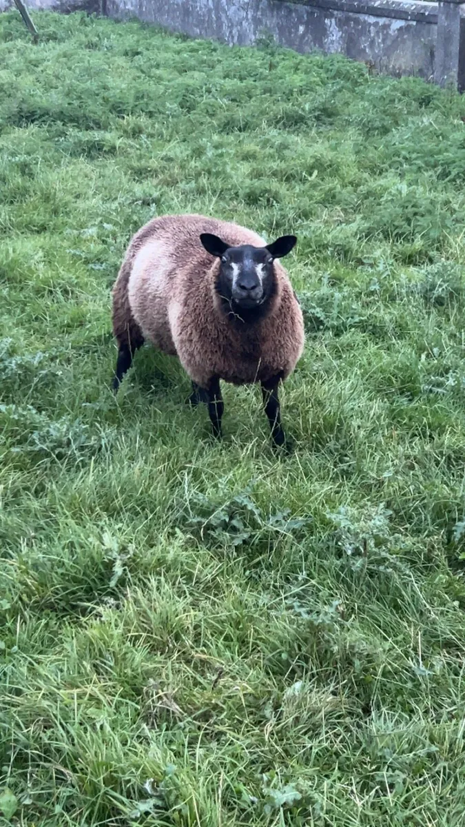 Badger face and blue Texel ewe lambs - Image 3