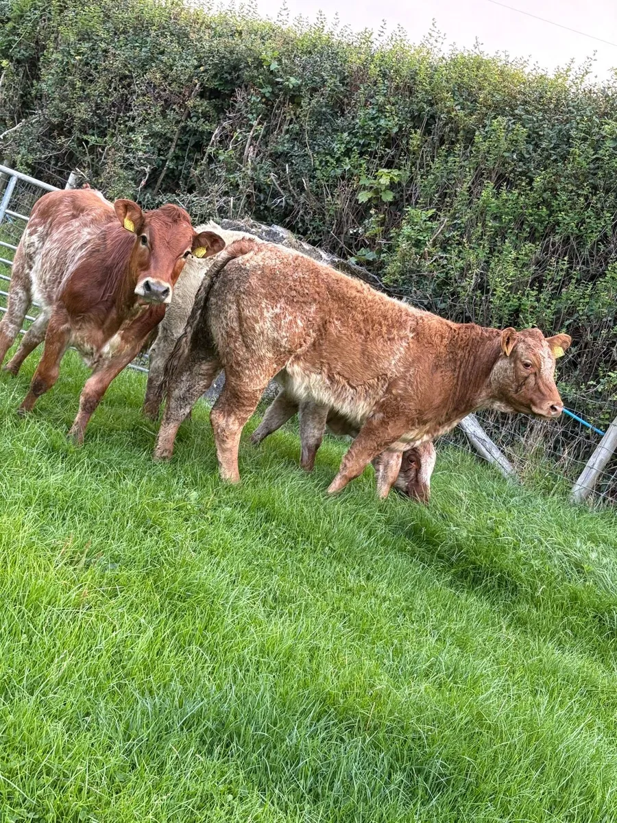3 outstanding roan limousin Heifers - Image 1