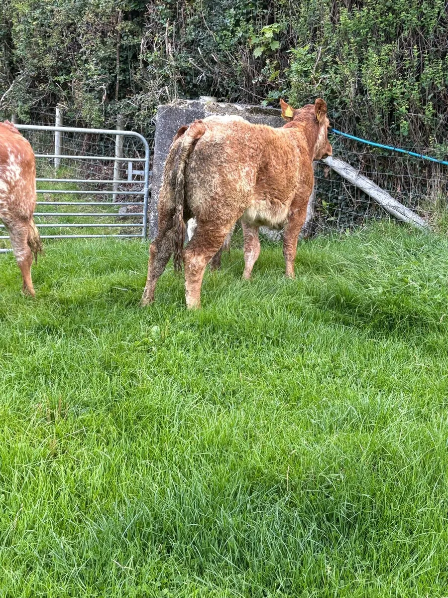 3 outstanding roan limousin Heifers - Image 2