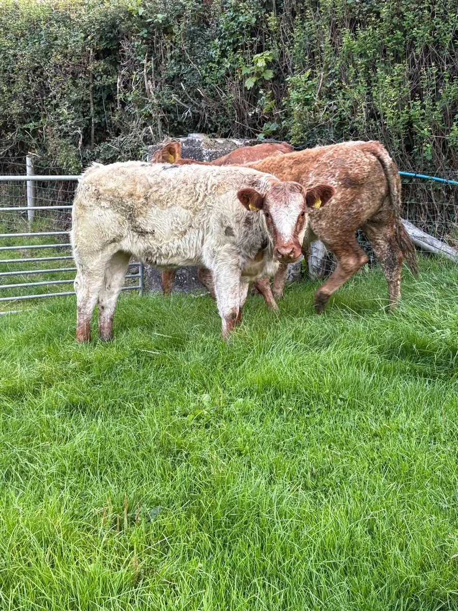 3 outstanding roan limousin Heifers - Image 3