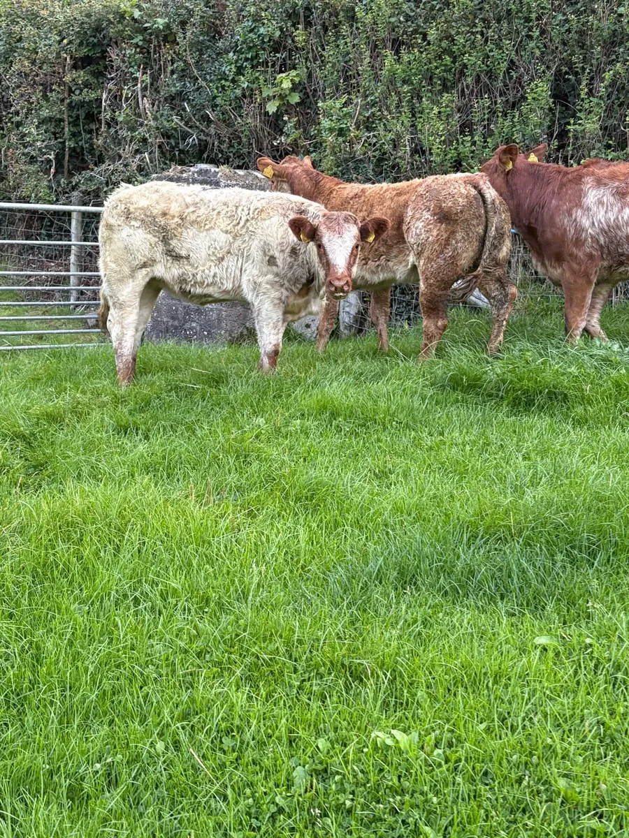 3 outstanding roan limousin Heifers - Image 4