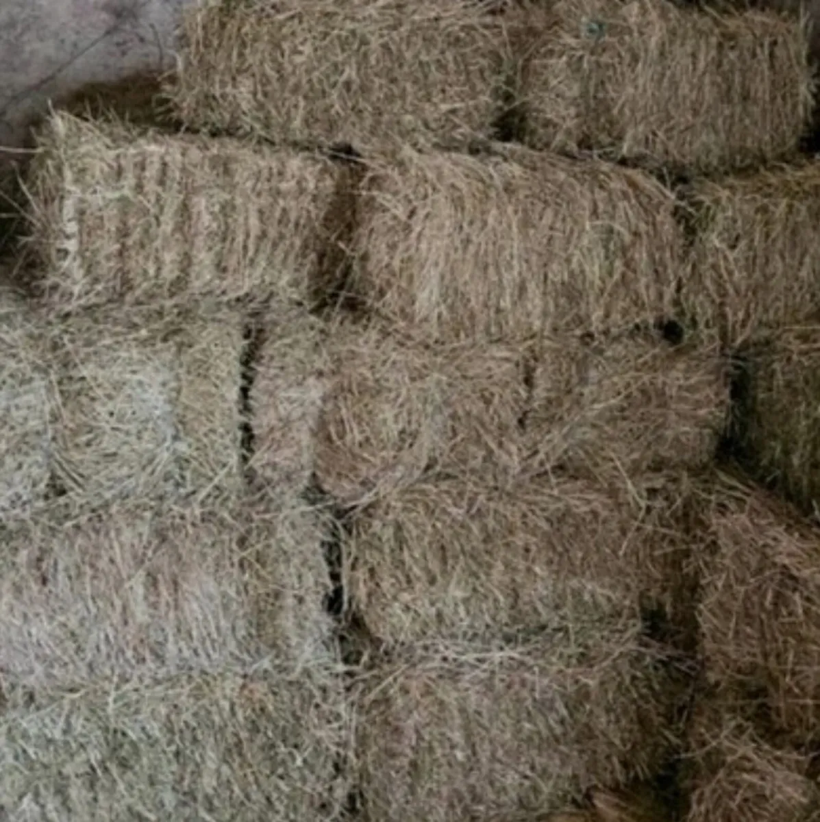 Hay