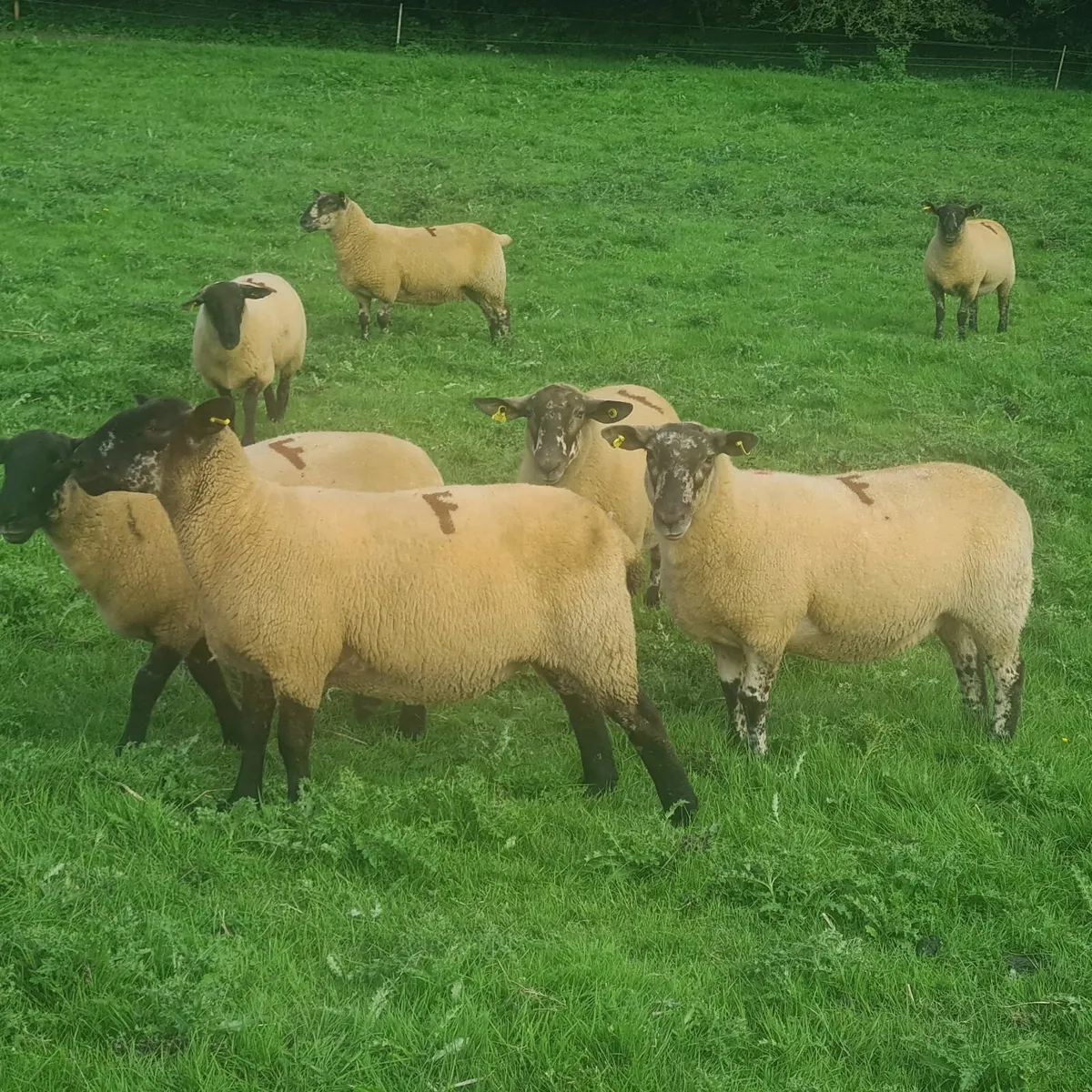 Borris Ewe Breeders Sale - Image 2