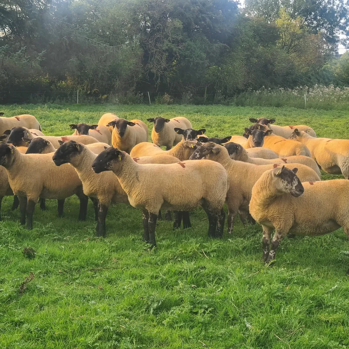 Borris Ewe Breeders Sale - Image 3