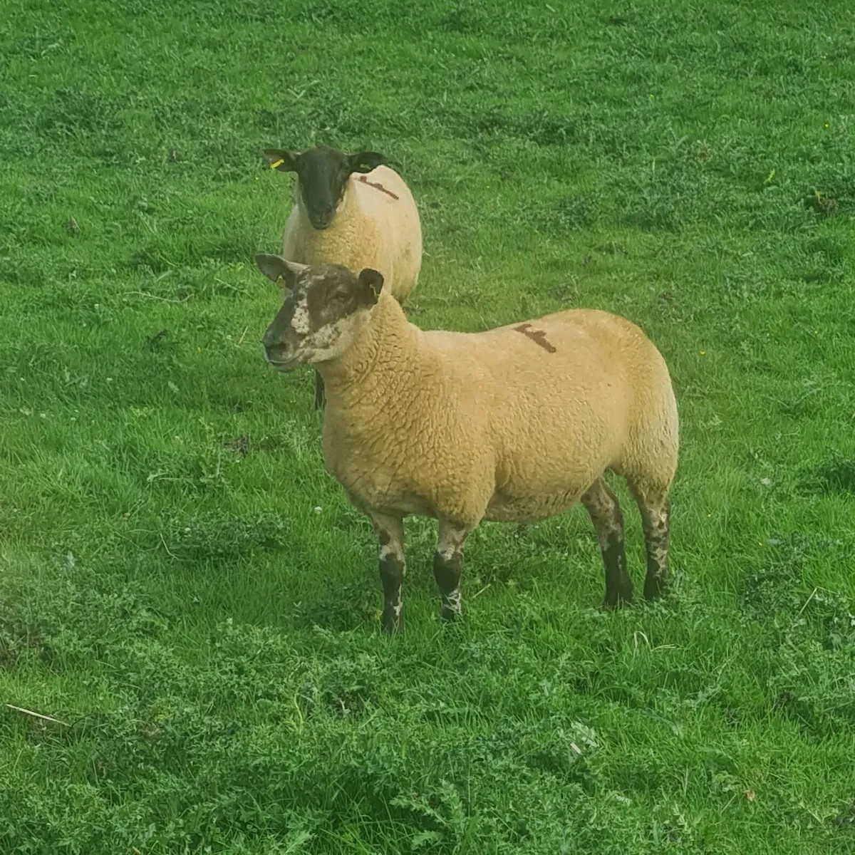 Borris Ewe Breeders Sale - Image 4