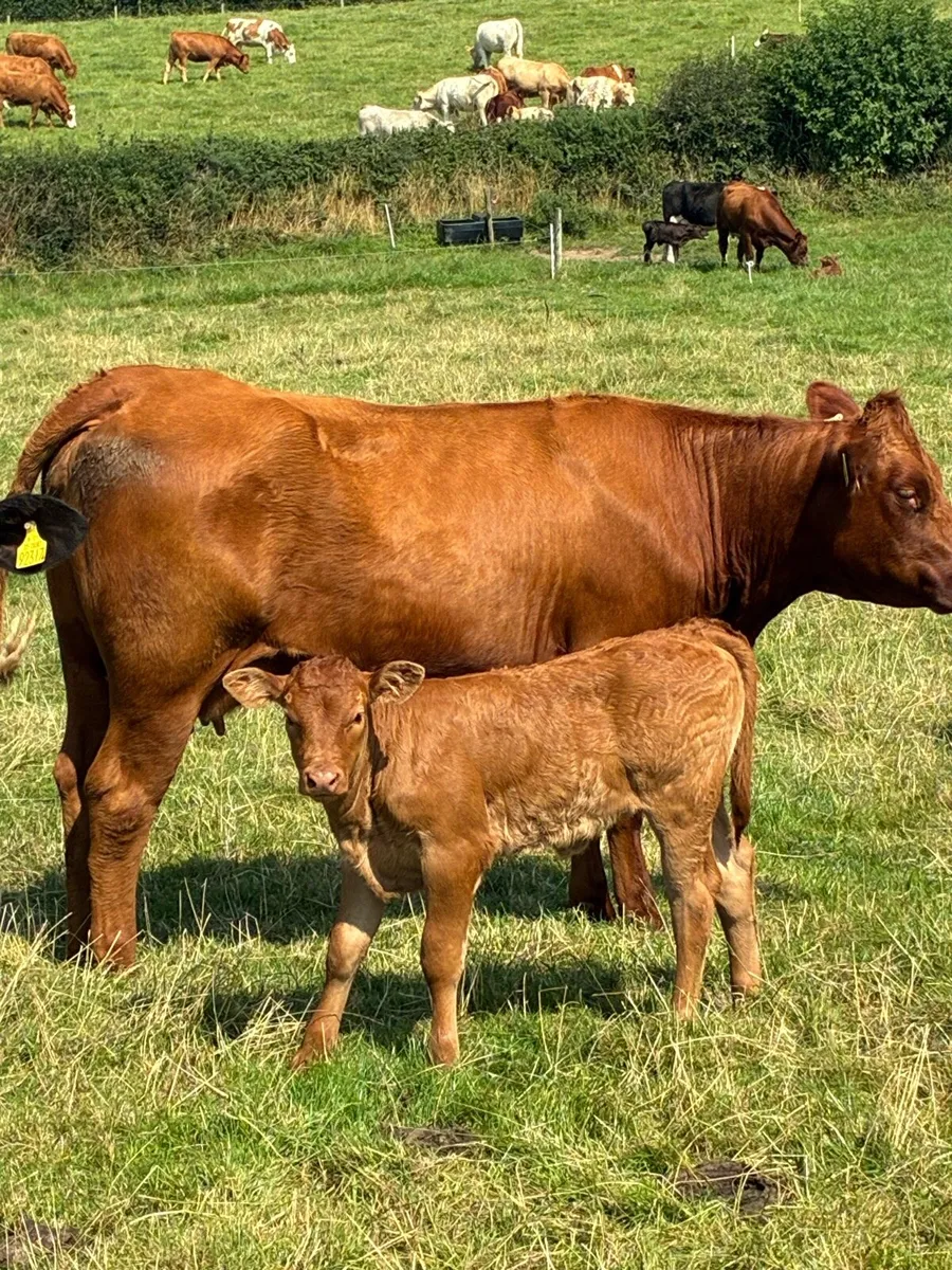 First calved Heiffers - Image 1