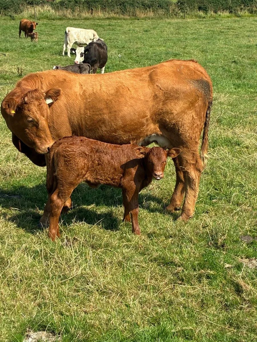 First calved Heiffers - Image 3