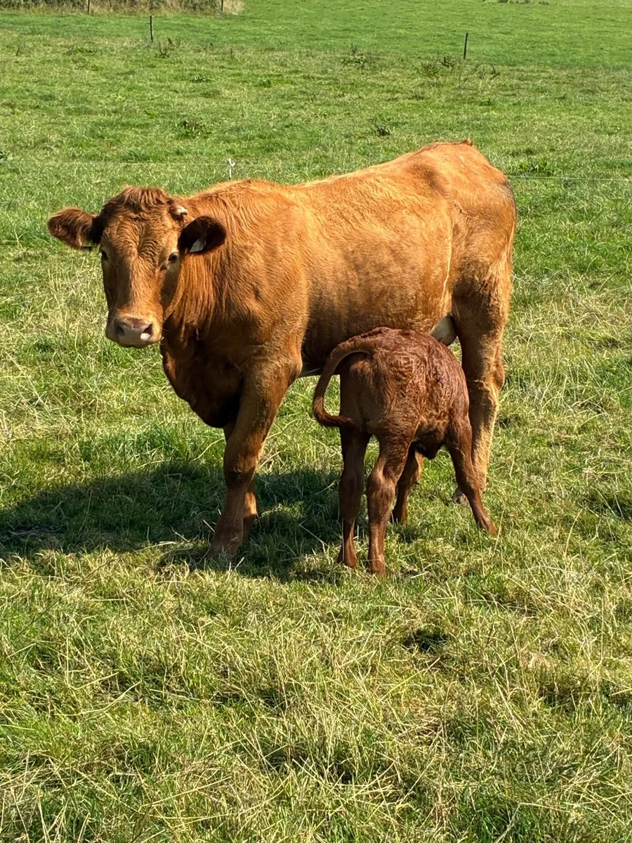 First calved Heiffers - Image 4