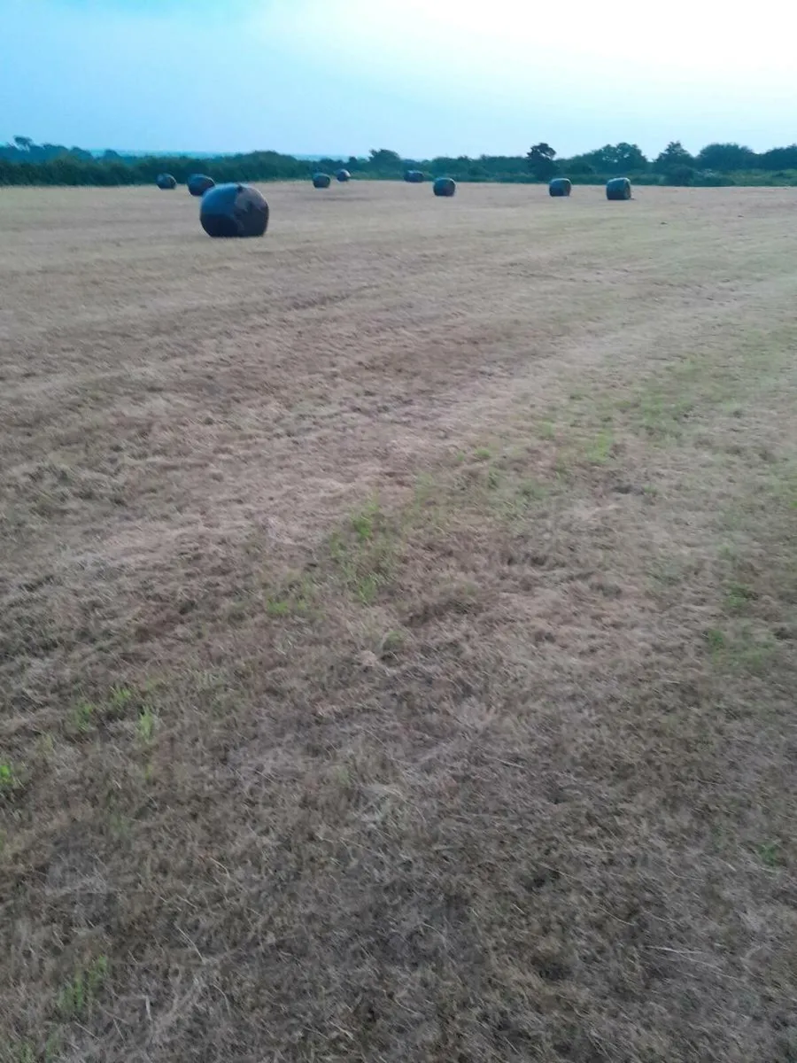 Haylage - Image 1
