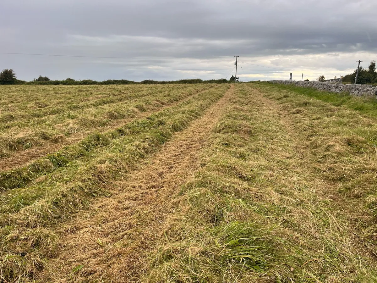 Haylage - horse quality - Image 1