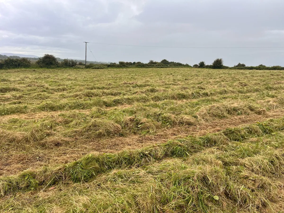 Haylage - horse quality - Image 2