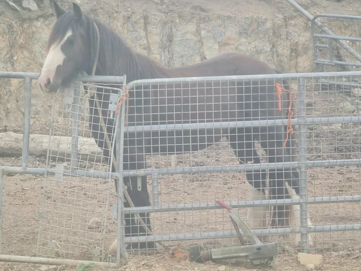 4 year old 13'2" show hunter pony. - Image 2