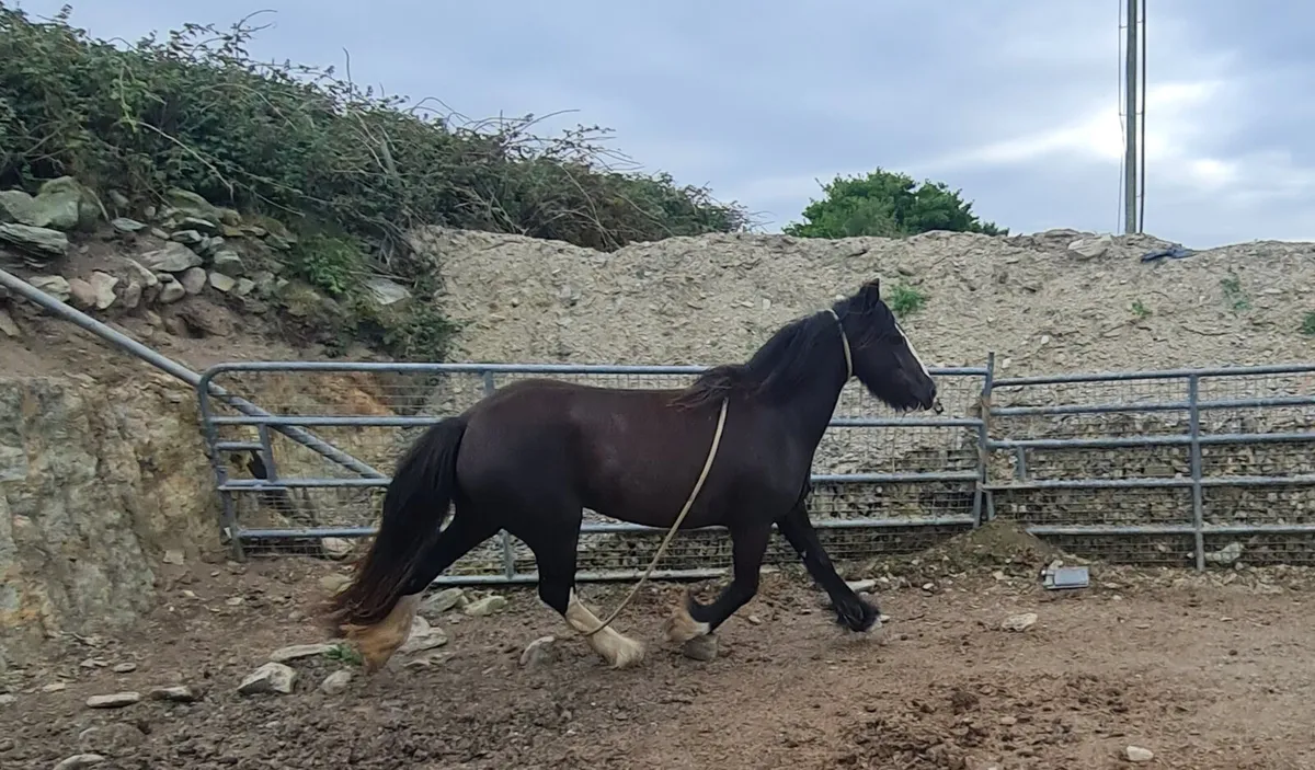 4 year old 13'2" show hunter pony. - Image 1