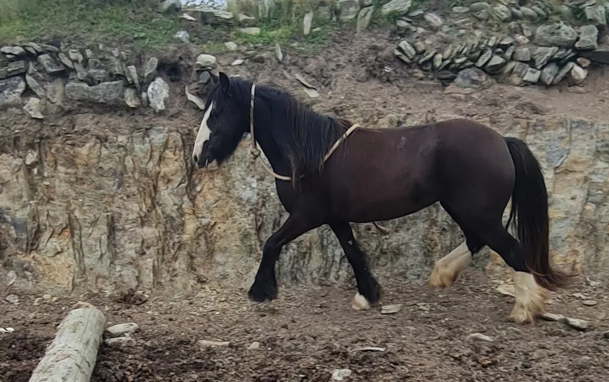 4 year old 13'2" show hunter pony. - Image 4