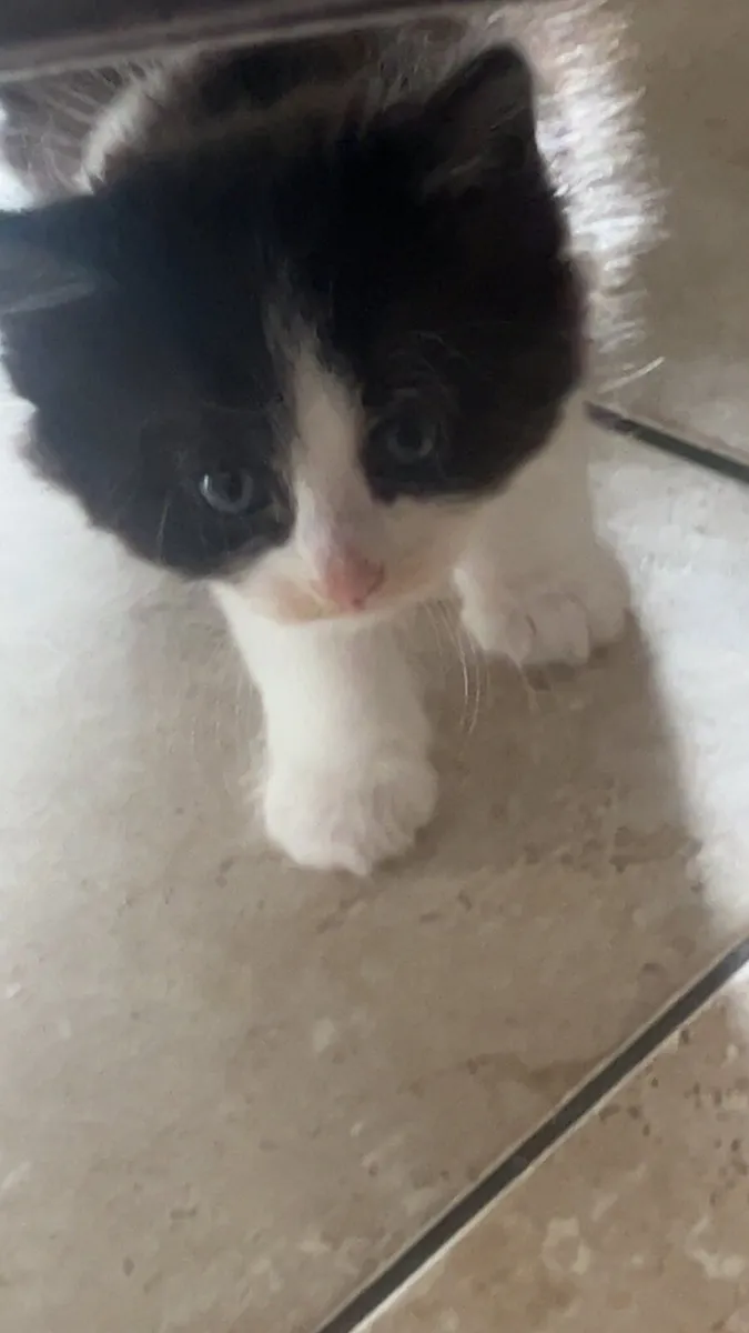 Kittens - Image 1