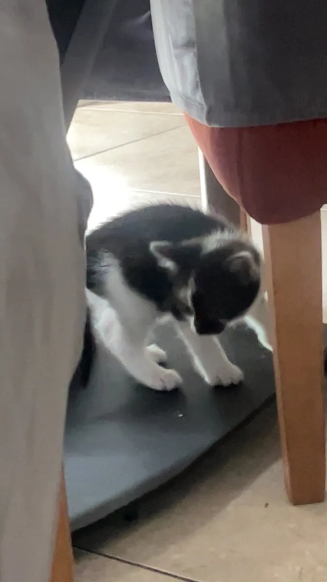 Kittens - Image 2