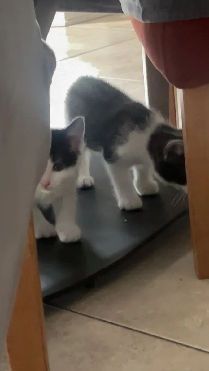 Kittens - Image 3