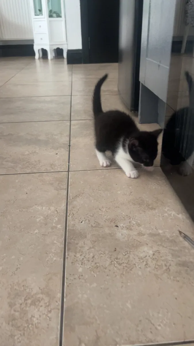 Kittens - Image 4