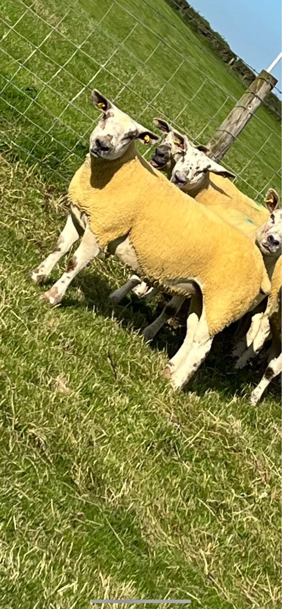 🔥4 sufftex Hoggets🔥 - Image 2