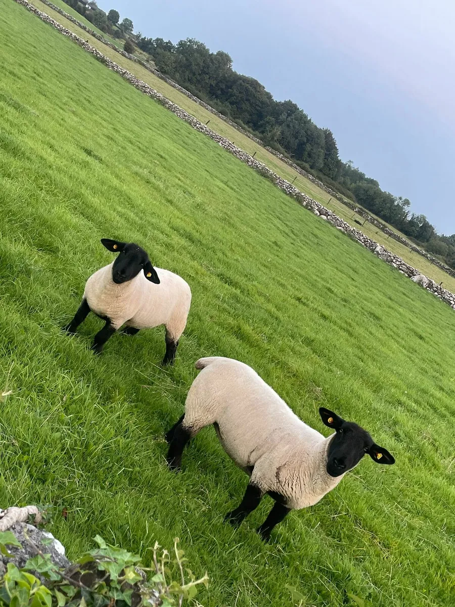 Pedigree Suffolk ewe hoggets - Image 2