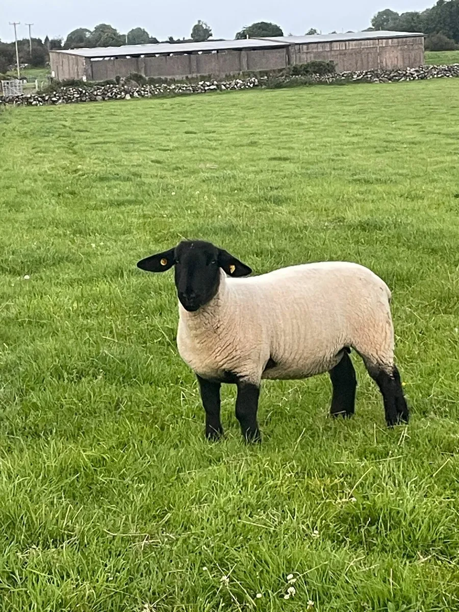 Pedigree Suffolk ewe hoggets - Image 3
