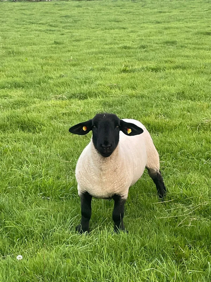 Pedigree Suffolk ewe hoggets - Image 4
