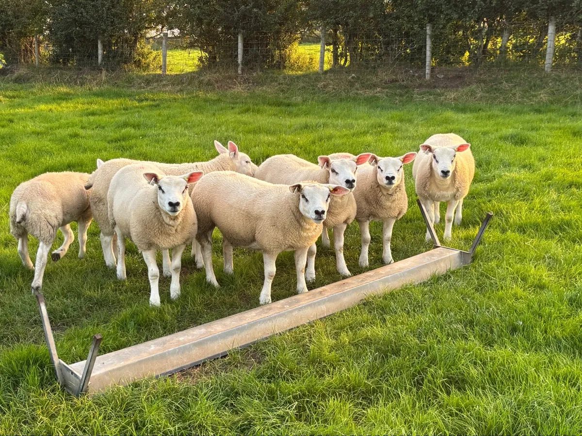 Sheep - Image 1