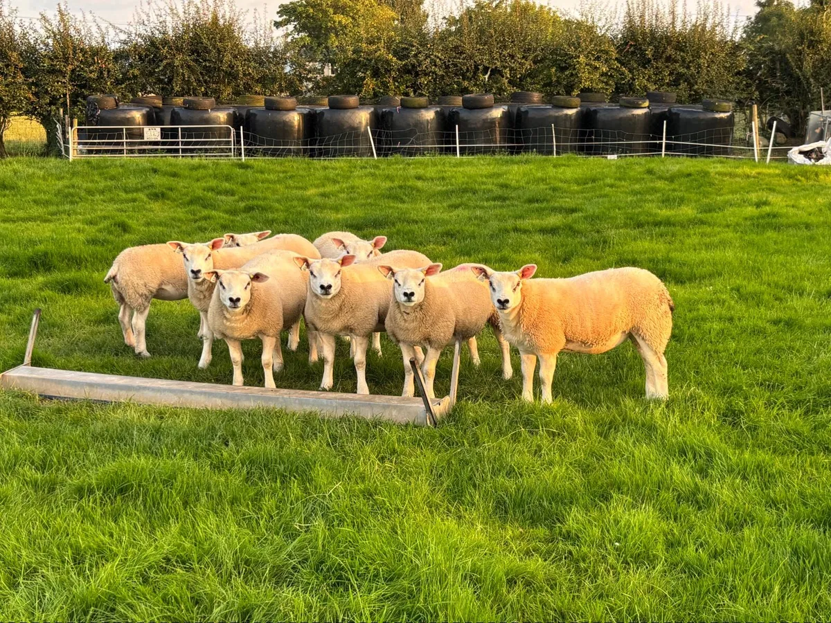 Sheep - Image 2
