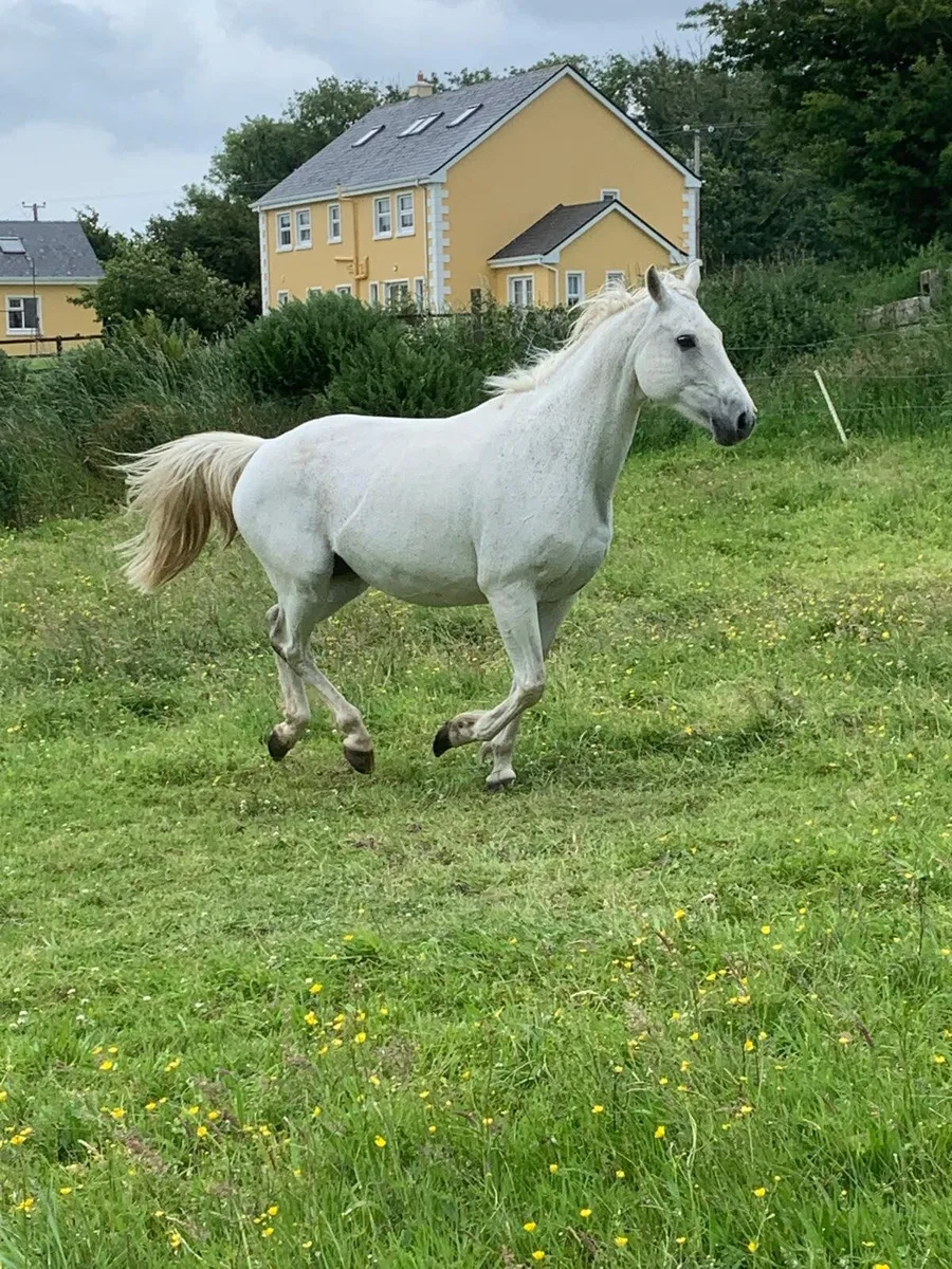 Womanizer Brood Mare - Image 2