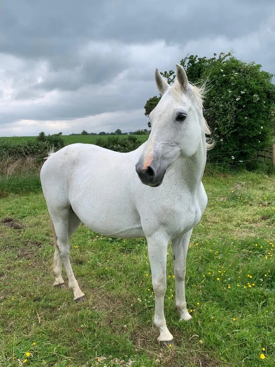 Womanizer Brood Mare - Image 1