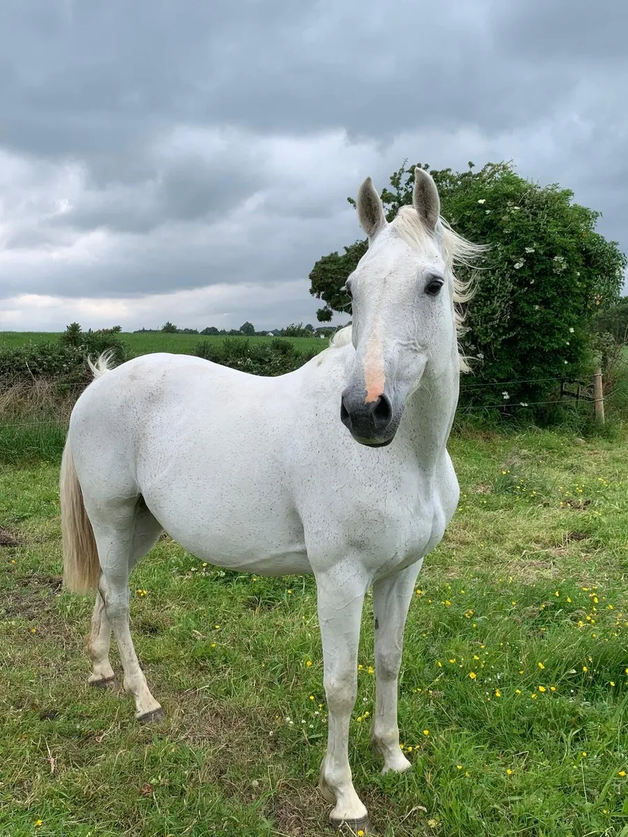 Womanizer Brood Mare - Image 3