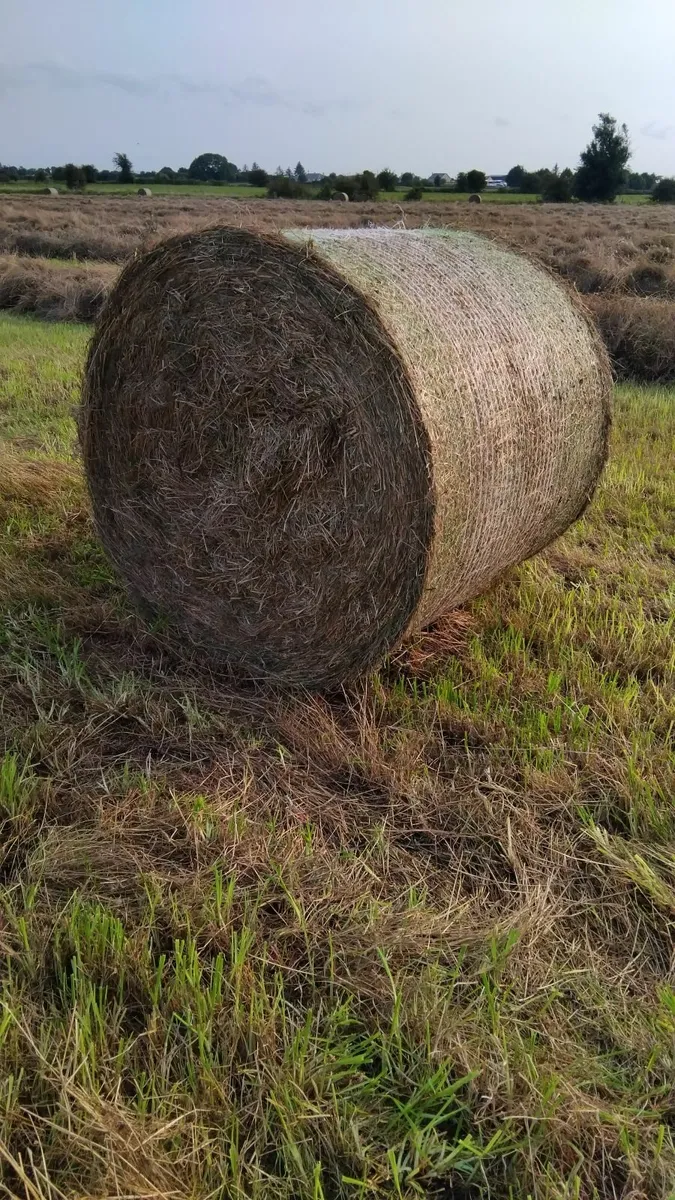 Round Bales of Hay - Image 1