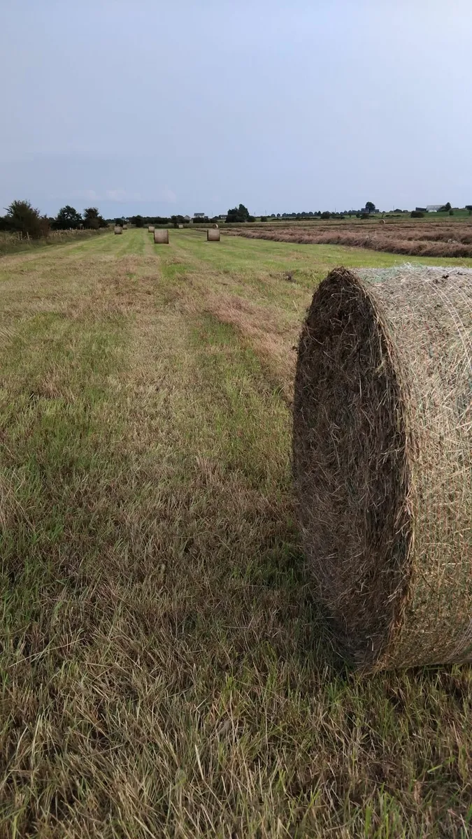 Round Bales of Hay - Image 2
