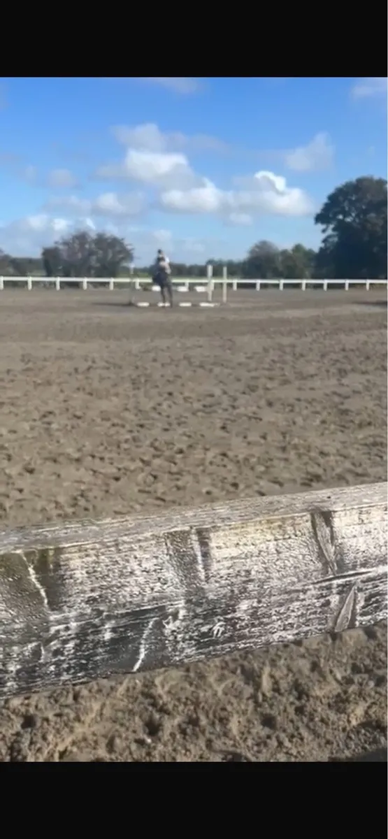 showjumping mare - Image 3