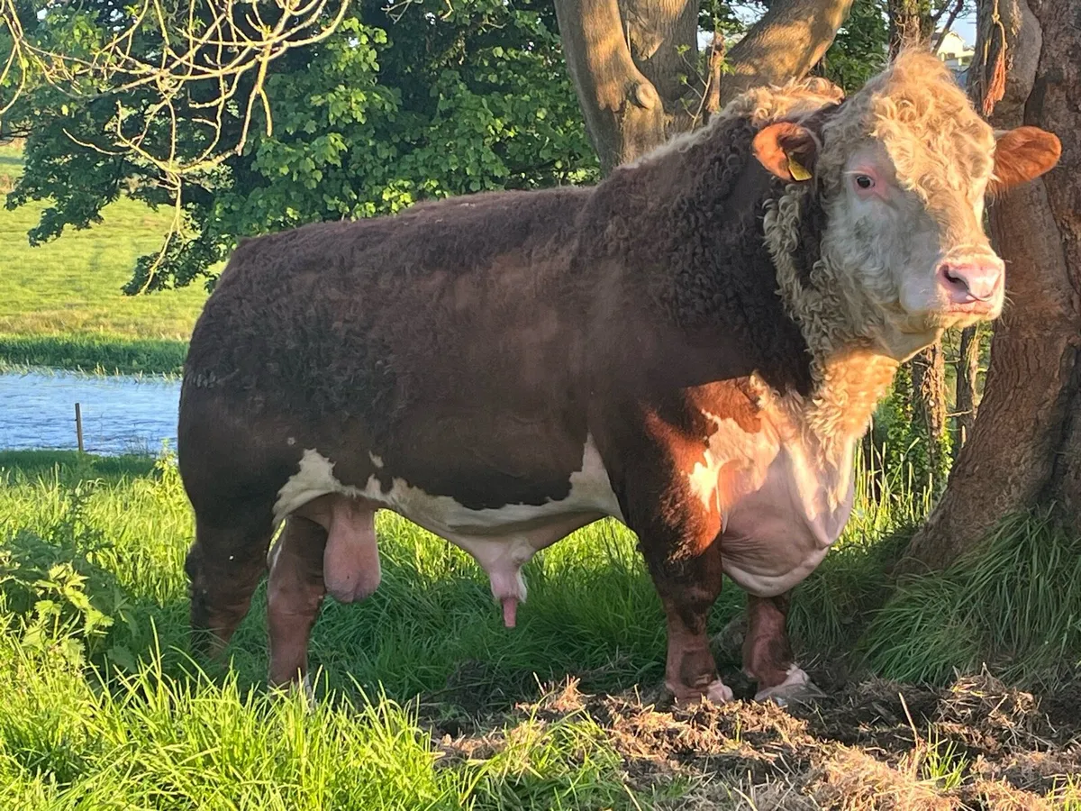 Outstanding Poll Hereford bull - Image 1