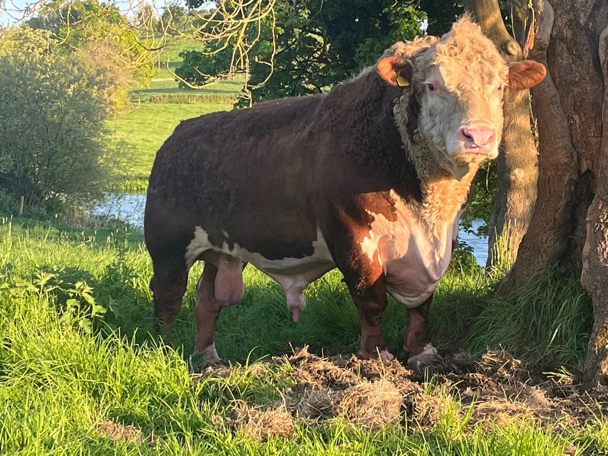 Outstanding Poll Hereford bull - Image 2