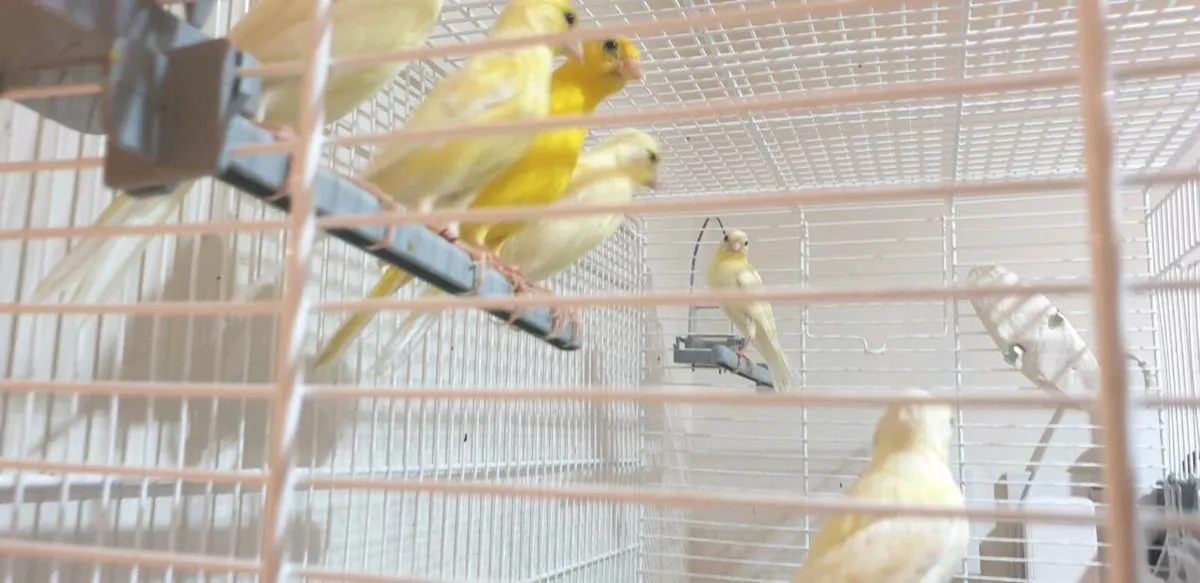 Irish fancy  canarys  this years birds 2025 - Image 1