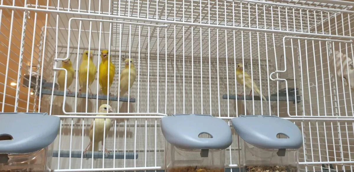 Irish fancy  canarys  this years birds 2025 - Image 2