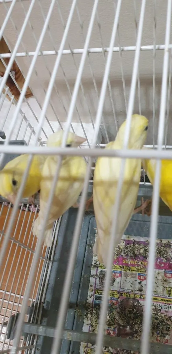Irish fancy  canarys  this years birds 2025 - Image 3