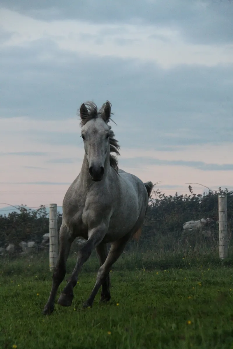 Connemara colt - Image 1