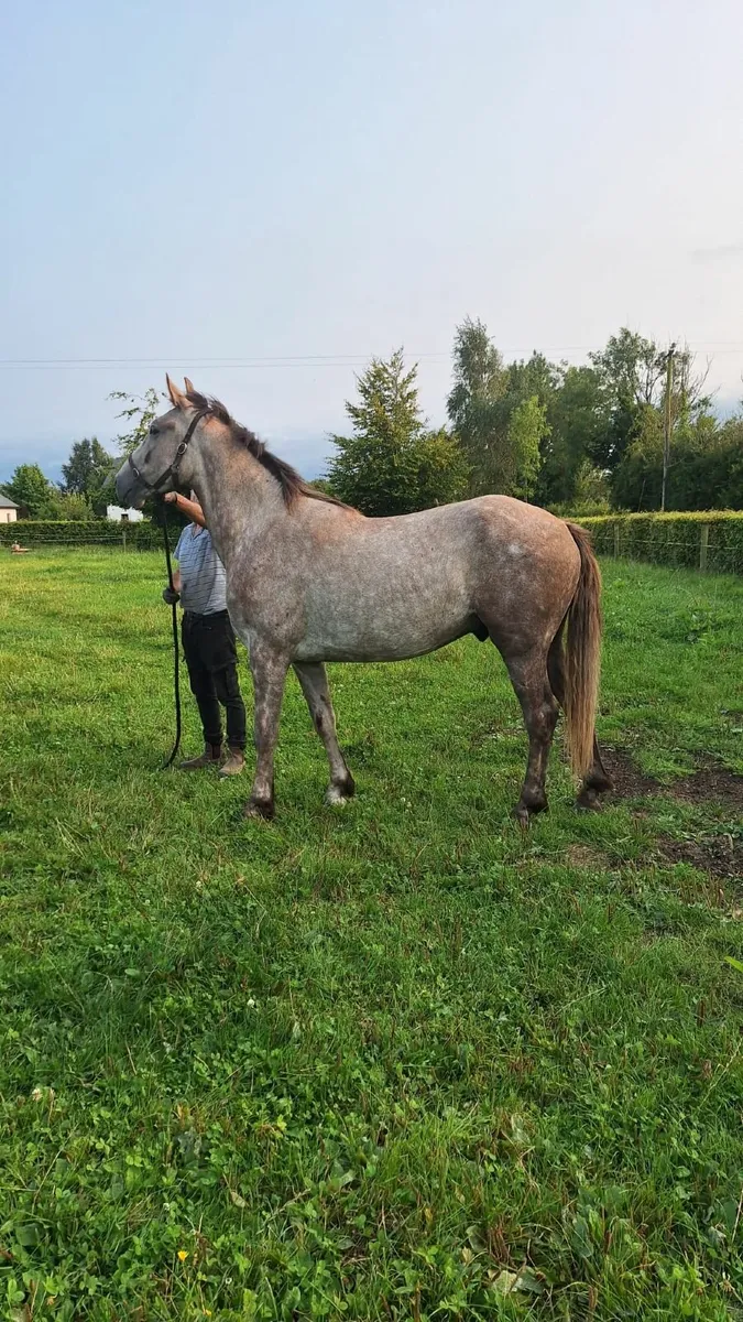 Irish Draught 3 Year Old Geldings - Image 1