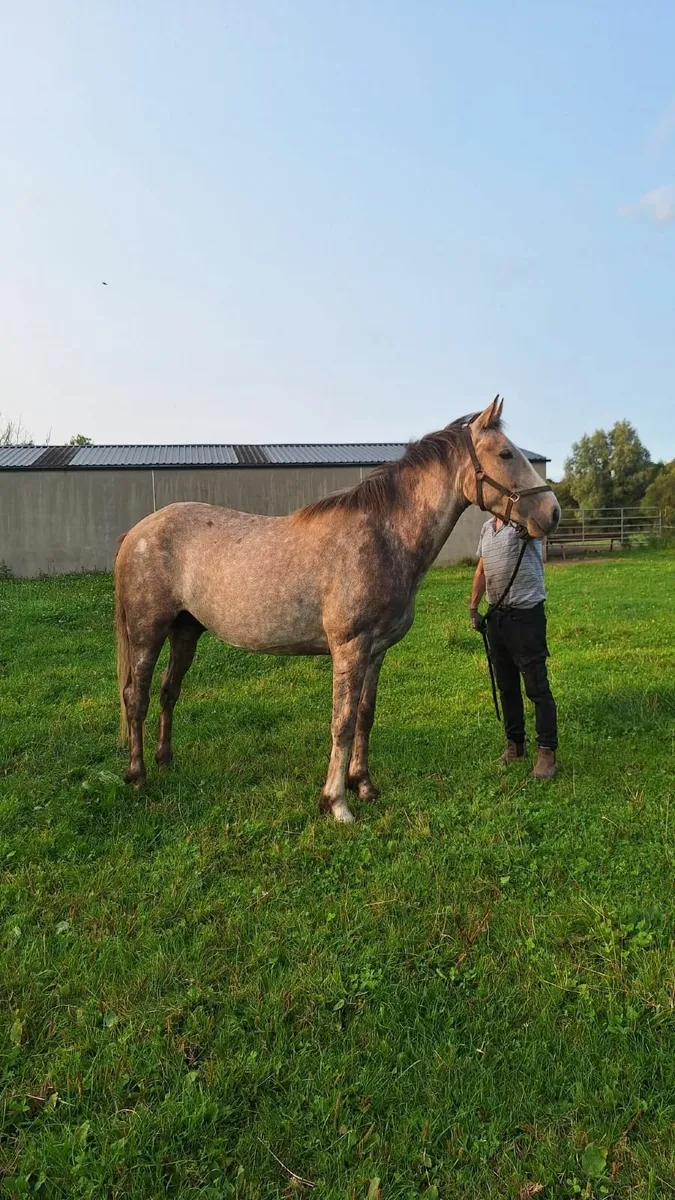 Irish Draught 3 Year Old Geldings - Image 2