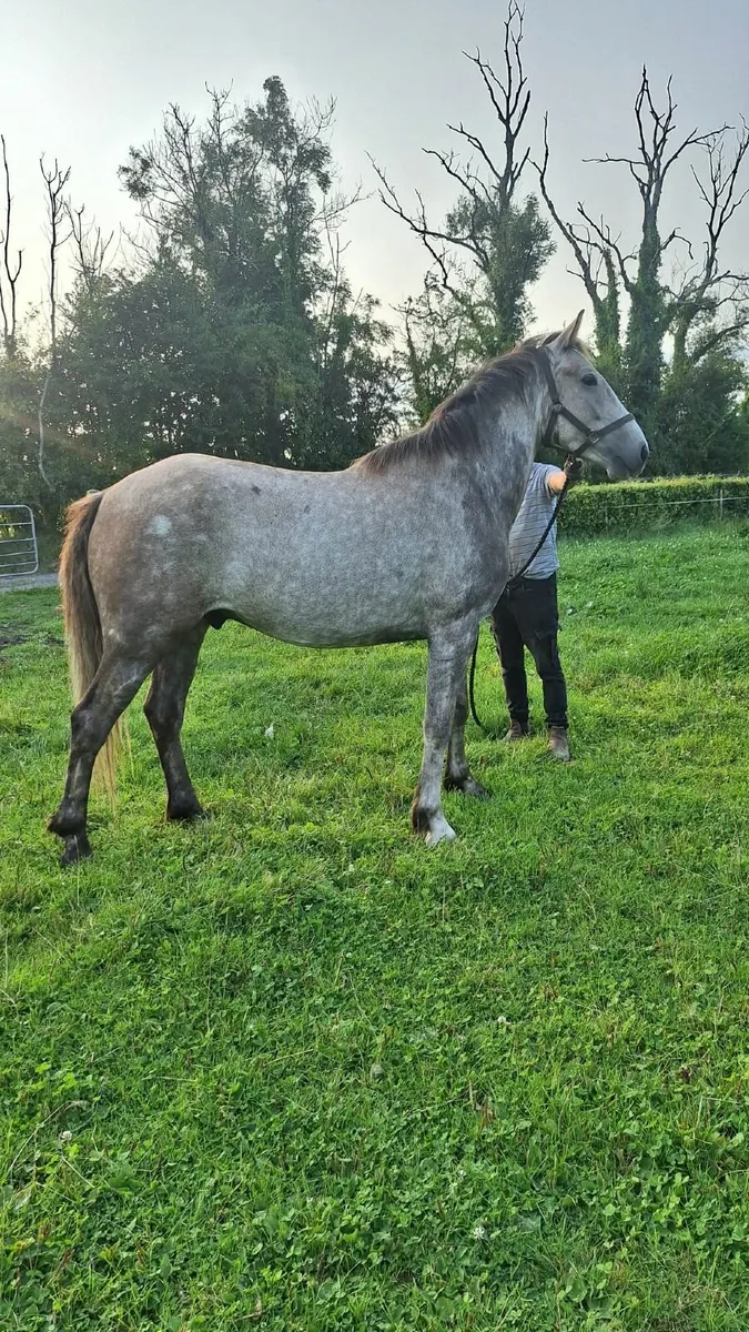 Irish Draught 3 Year Old Geldings - Image 3