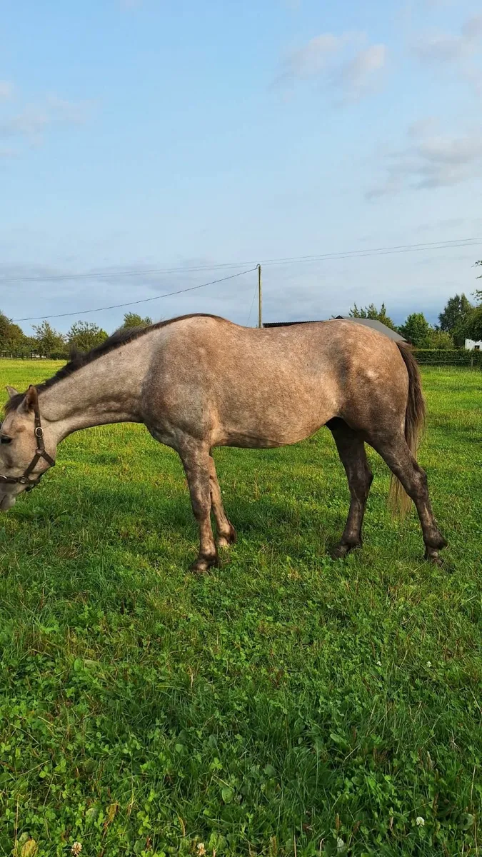 Irish Draught 3 Year Old Geldings - Image 4