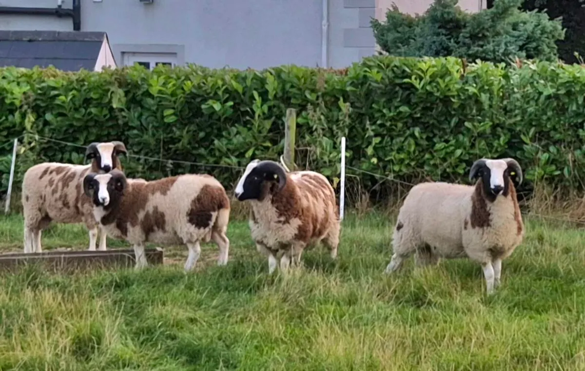 Pedigree Jacob Ram Lambs - Image 1
