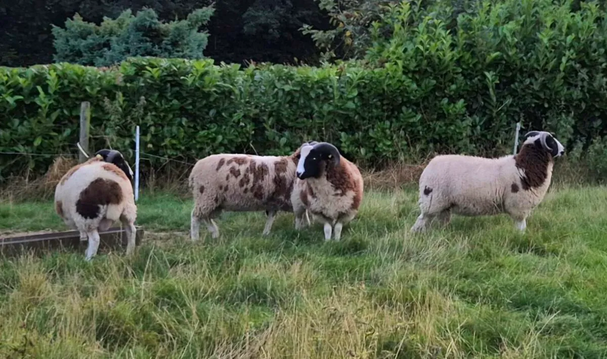 Pedigree Jacob Ram Lambs - Image 2