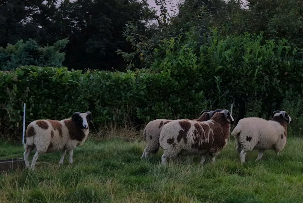 Pedigree Jacob Ram Lambs - Image 4