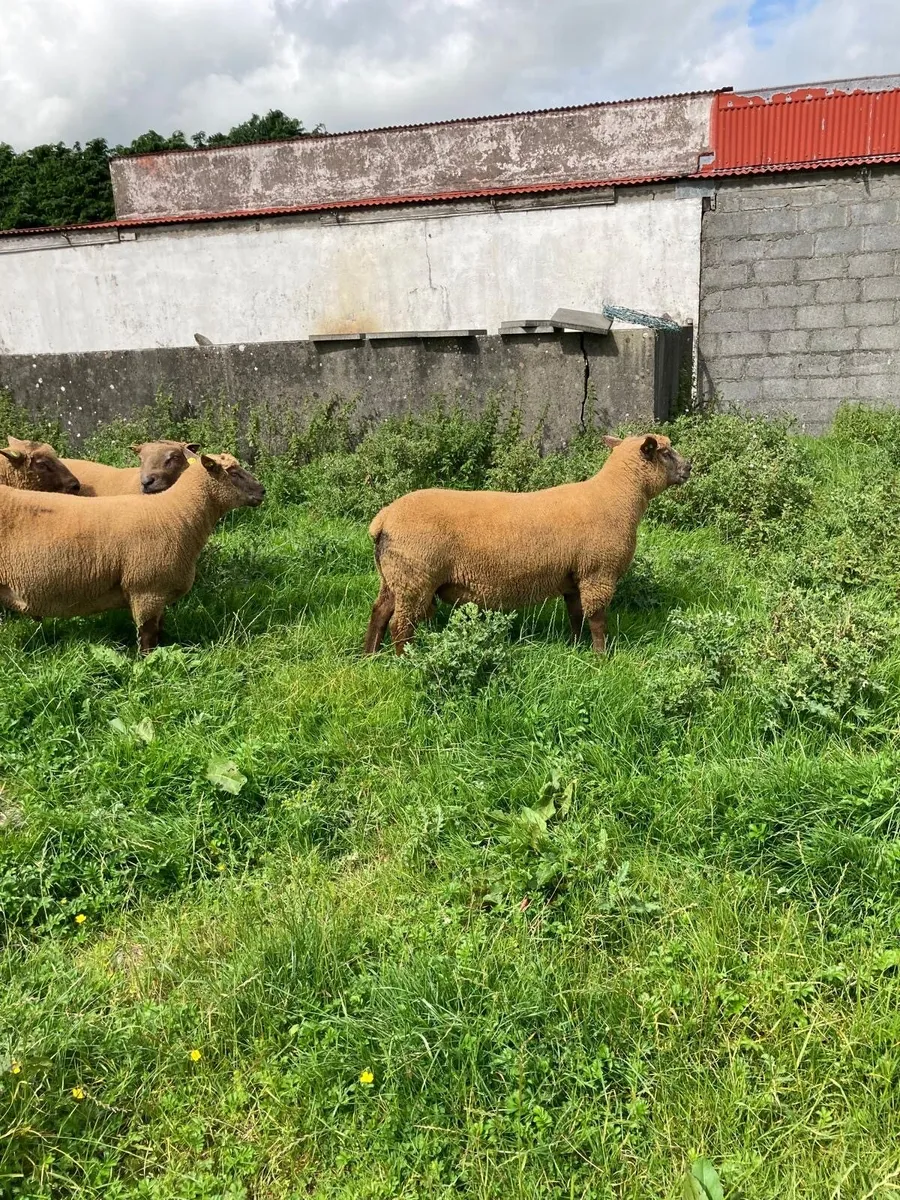 Pedigree registered hogget rams - Image 3