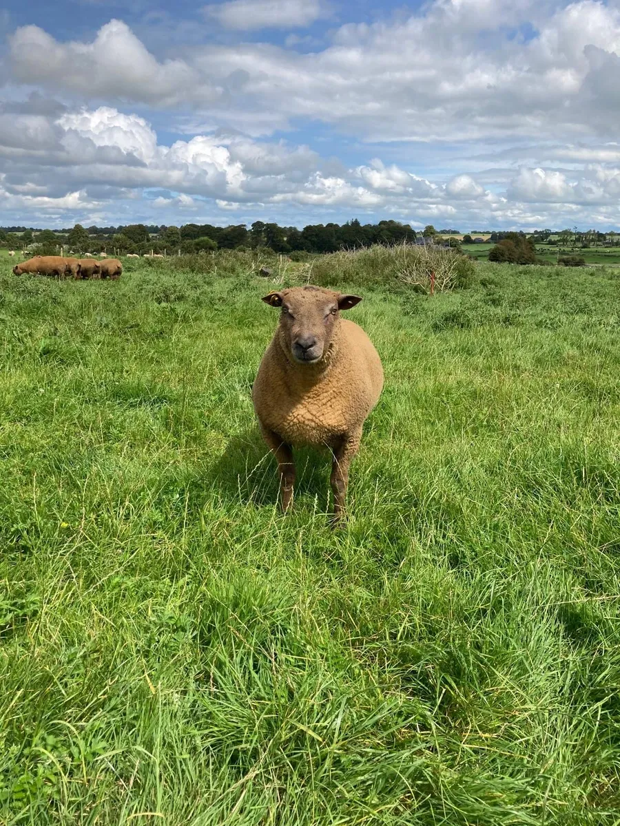 Pedigree registered hogget rams - Image 4