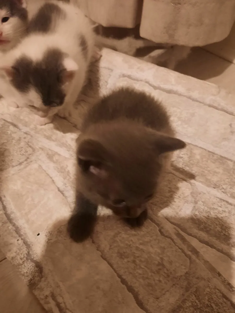 Kittens - Image 1